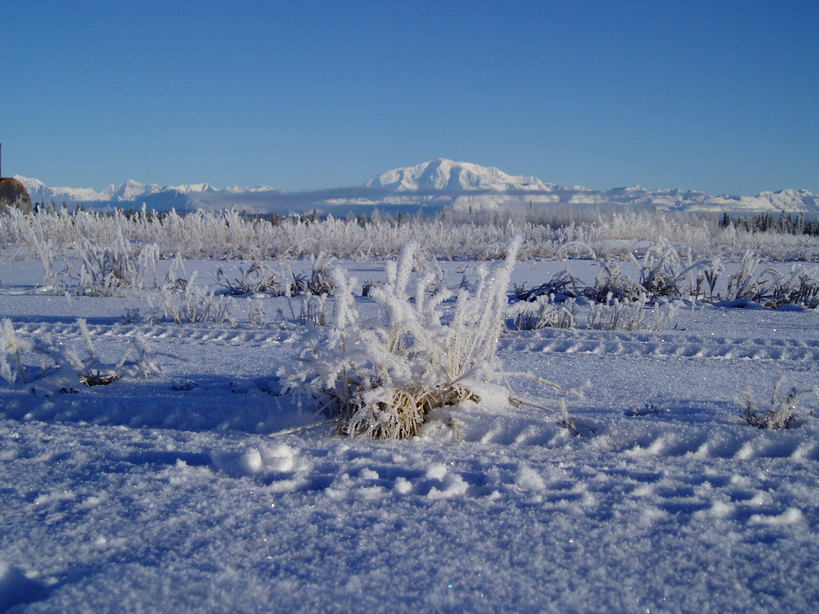 Kenny Lake, AK: Blackburn Mtn looms in the back of a hoar frosted field.