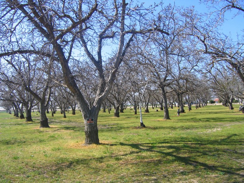 Armona, CA: Walnut orchards