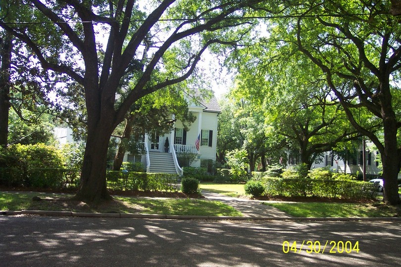 SC Oak tree in the Historic District photo, picture