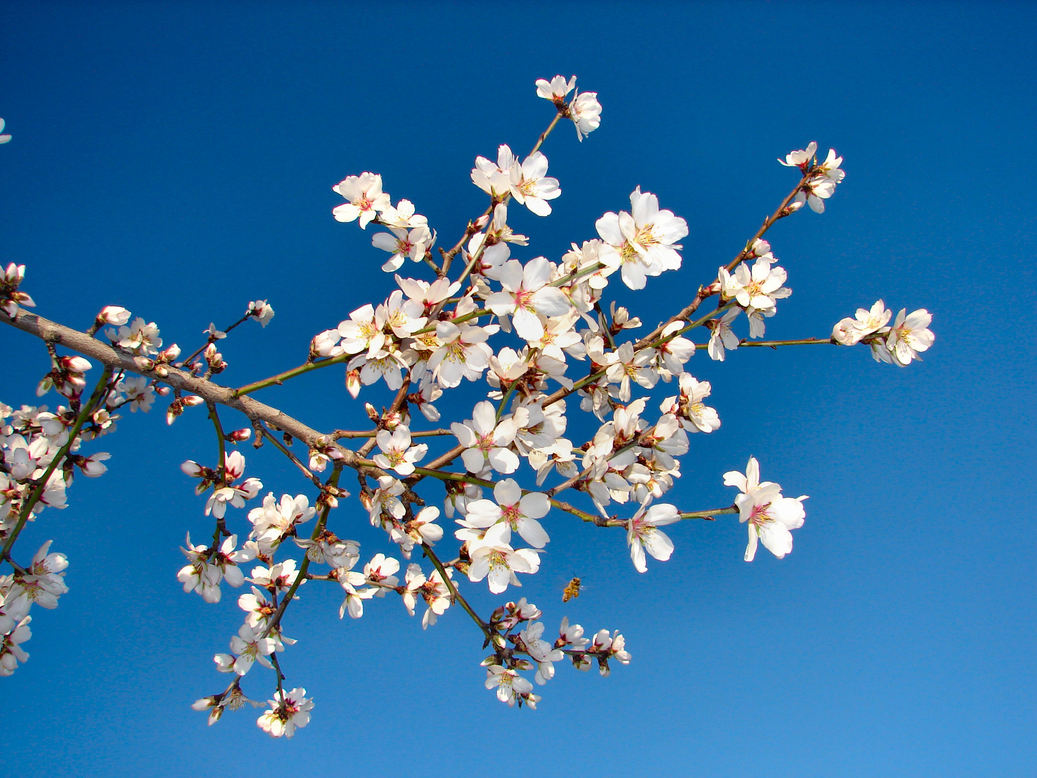 Orland, CA: Almond Blossoms, Orland CA