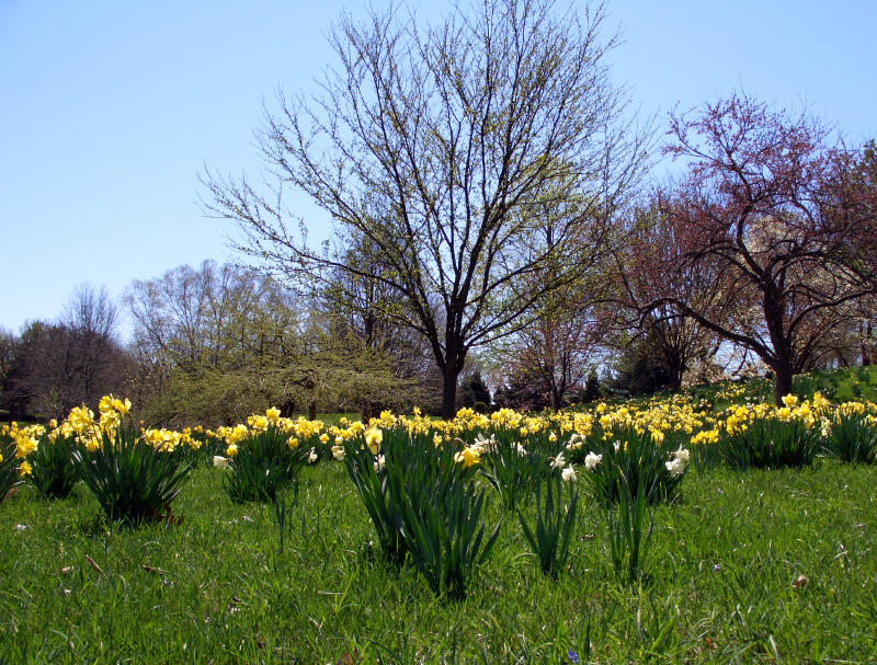 Clinton, IA: Bickelhaupt Arboretum