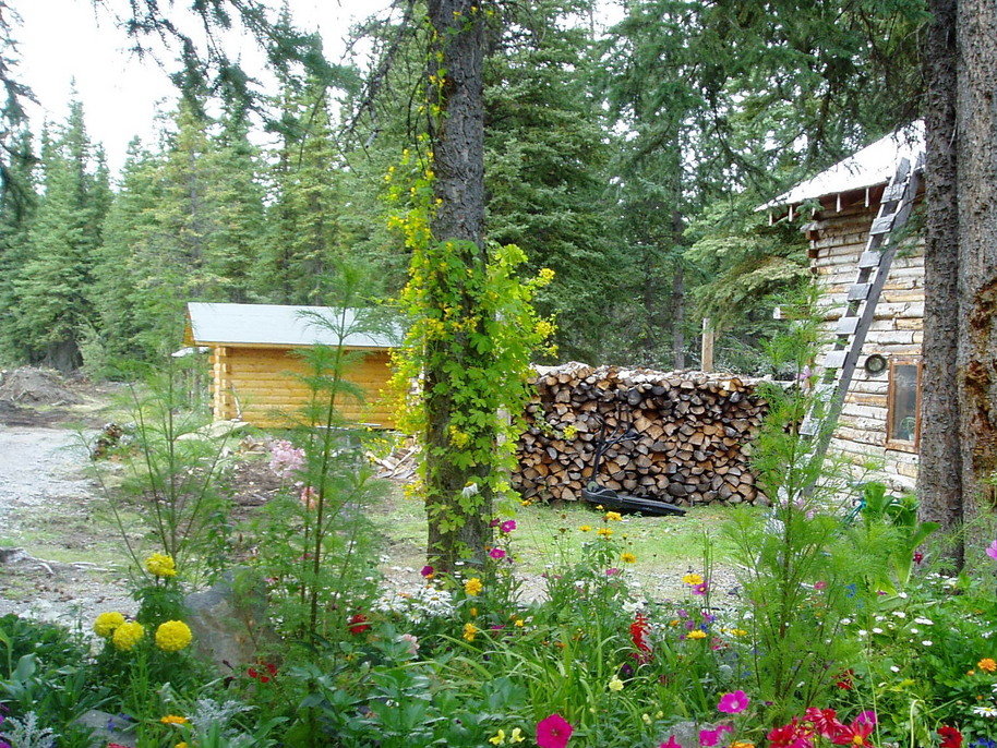 Kenny Lake, AK Canary Creeper And Other Flowers Brighten Up Kenny Lake Area photo, picture