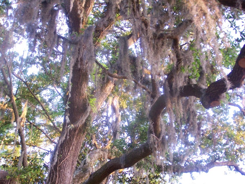 Fairhope, AL: Spanish Moss and the sun embossed tree