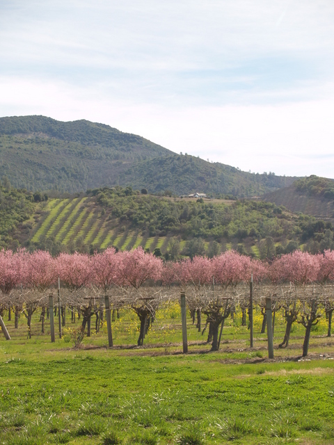 Lakeport, CA: Springtime in the vineyards in Lake County
