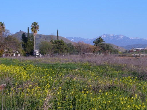 Woodlake, CA: Spring Field w moutains in back ground