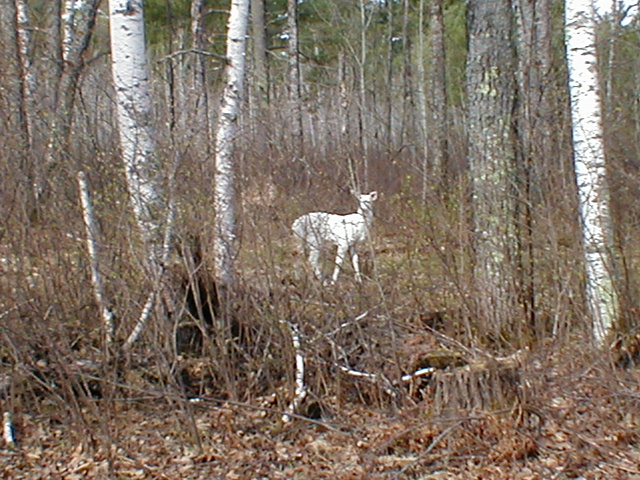Merrill, WI: Albino deer