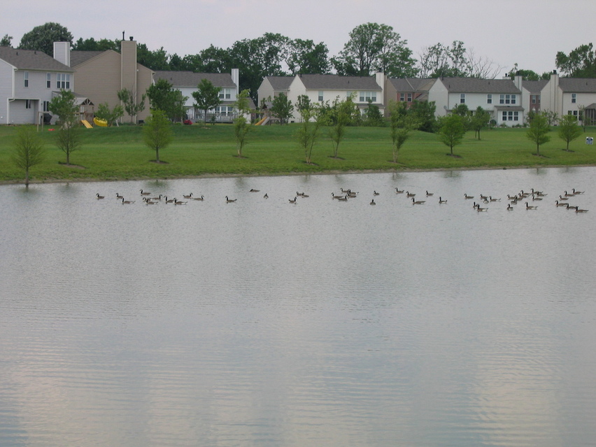 Westfield, IN: Nice photo of upscale Westfield bordering Carmel