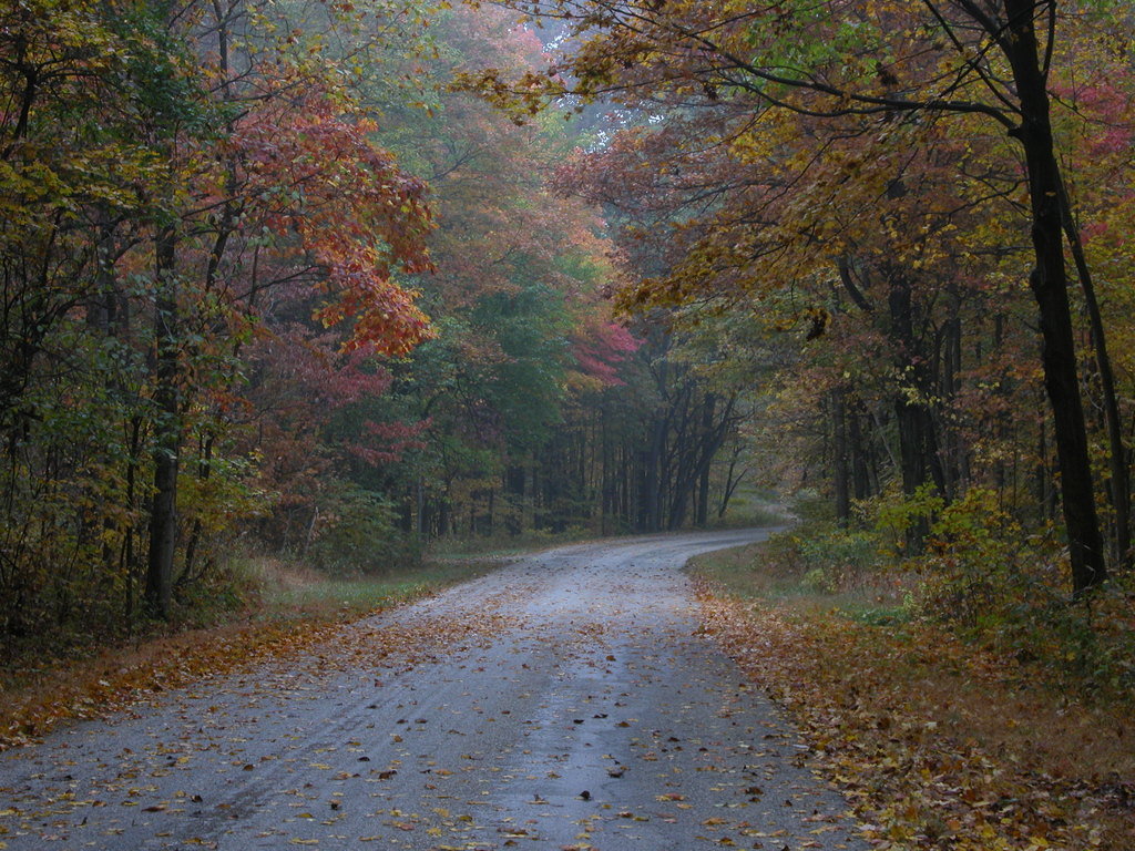 Martinsville, IN Fall foliage in the Forestry near