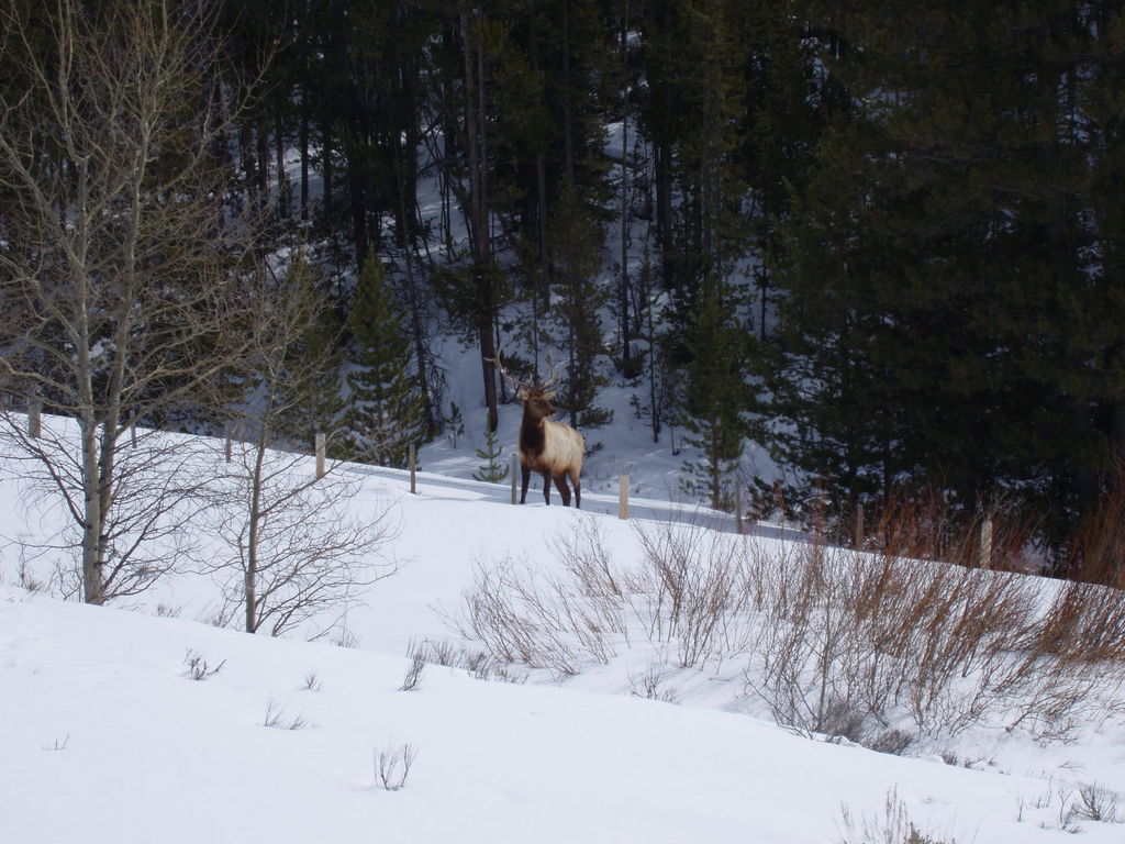 Pinedale, WY: Elk springing out from Rim outside Pinedale, Wyoming