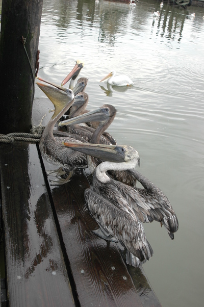 Galveston, TX: Brown Pelicans outside shop on Harborside, with White Pelican in the background