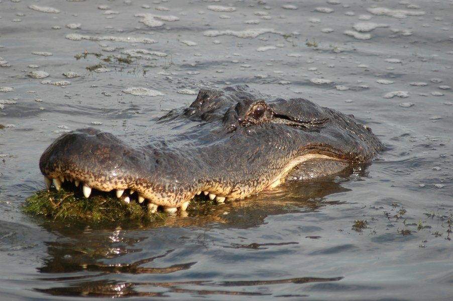 Houston, TX: Alligator photo taken west of Houston, at the Trinity River preserve on I10