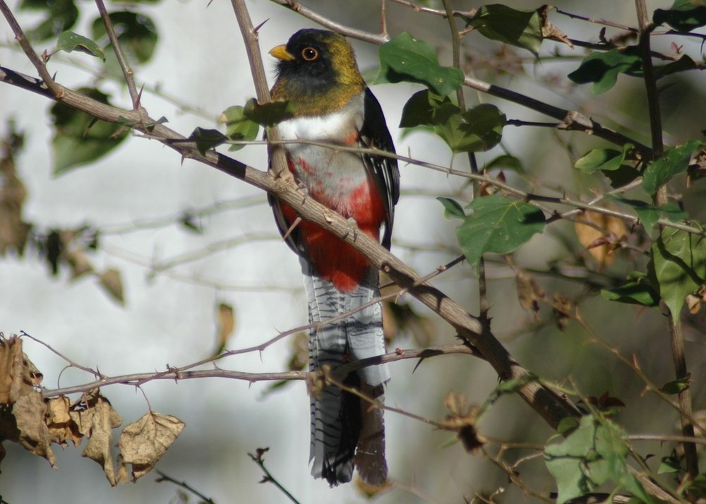 Weslaco, TX: Rare visitor to Texas, the Elegant Trogan