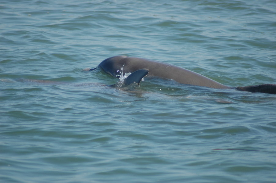 South Padre Island, TX: Bottle Nose Dolphins off South Padre Island