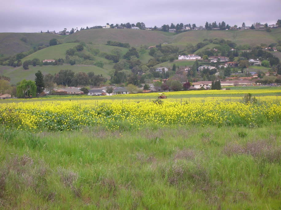 Morgan Hill, CA: Morgan Hill, CA hillside in spring