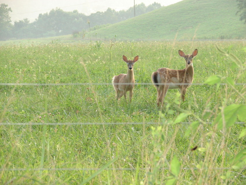 Shawsville, VA: I was taking pictures of the scenery around Shawsville and happened to catch these beautiful animals before they took off