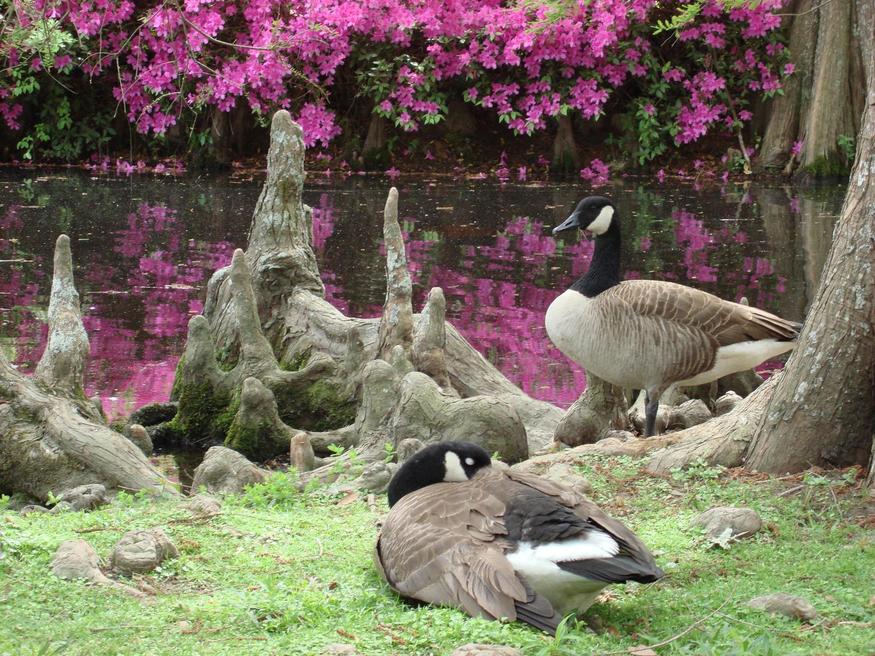 Sumter, SC: Geese with azaleas at Swan Lake