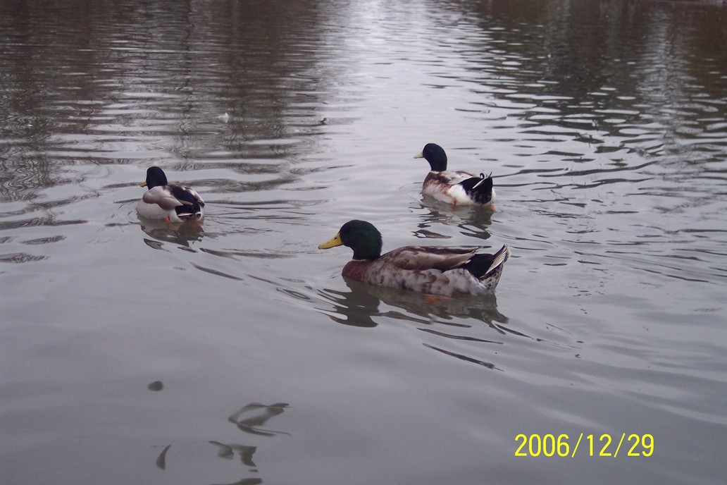 Eugene, OR: In the City of the DUCKS!!