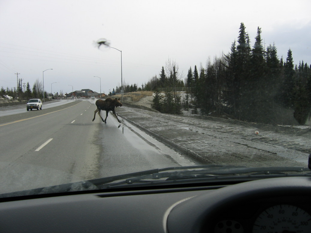 Kenai, AK: A common moose crossing in the city