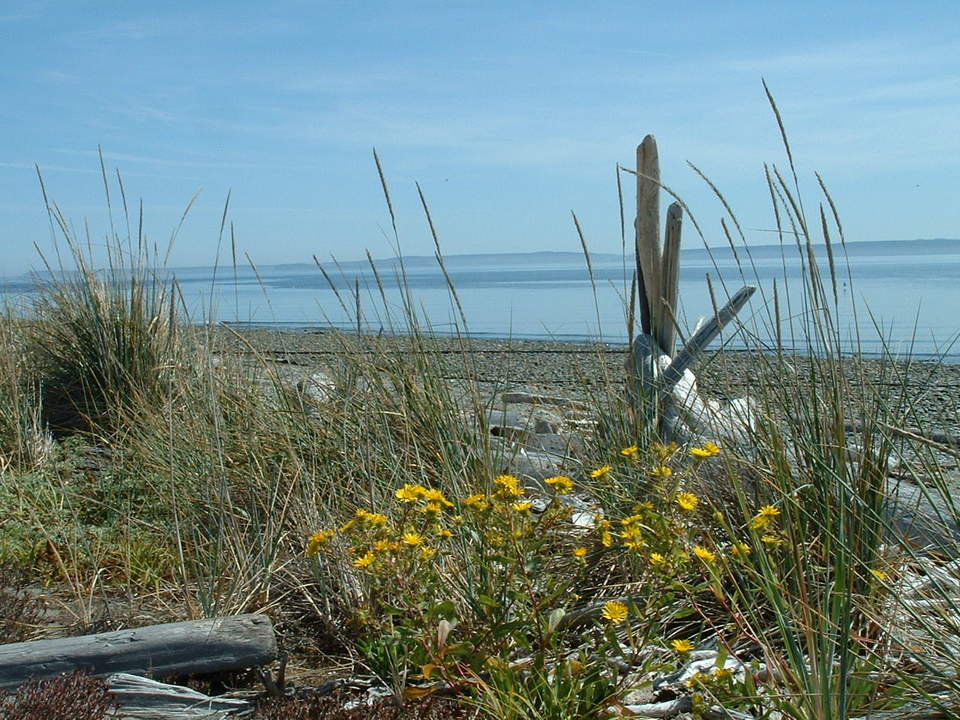 Sequim, WA: Dungeness Beach Sequim