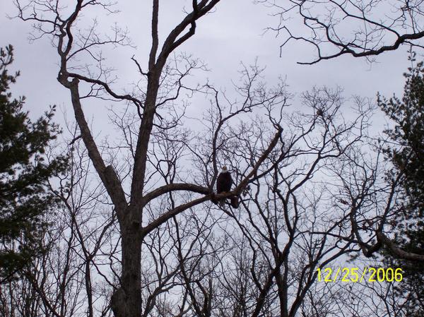 LaCoste, TX: a bald eagle in the tree on rte 402 in PA