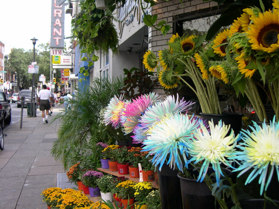 Philadelphia, PA : Flower shop on South Street photo, picture, image