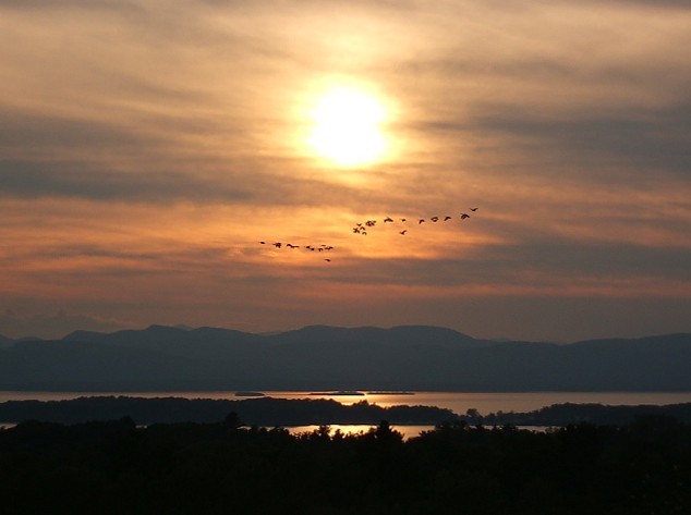 South Burlington, VT: Canda Geese going south from www.1475spear.com