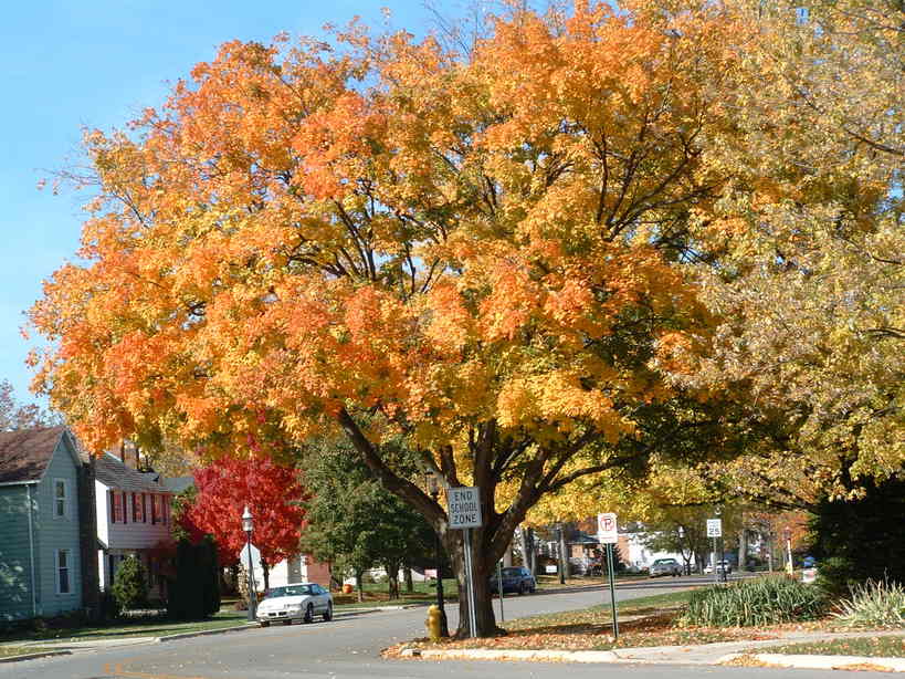 Grove City, OH: Fall on a Grove City street