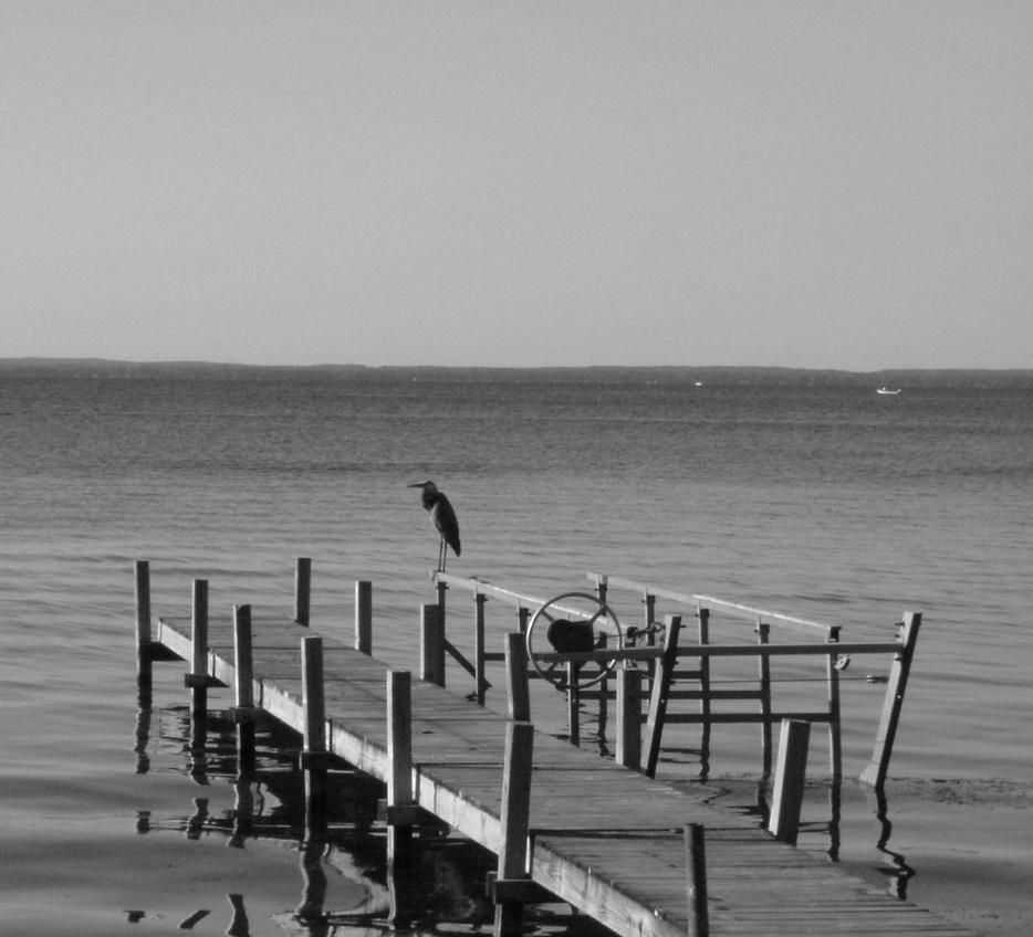 Houghton Lake, MI: bird on vacation