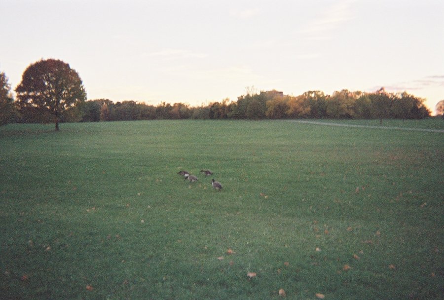 Rolling Meadows, IL: Rolling Meadows, IL - Busse Woods Forest Preserve - Canadian Geese