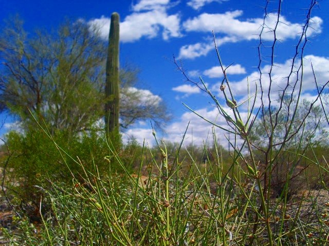 Tucson, AZ: Desert field off of Orange Grove Road
