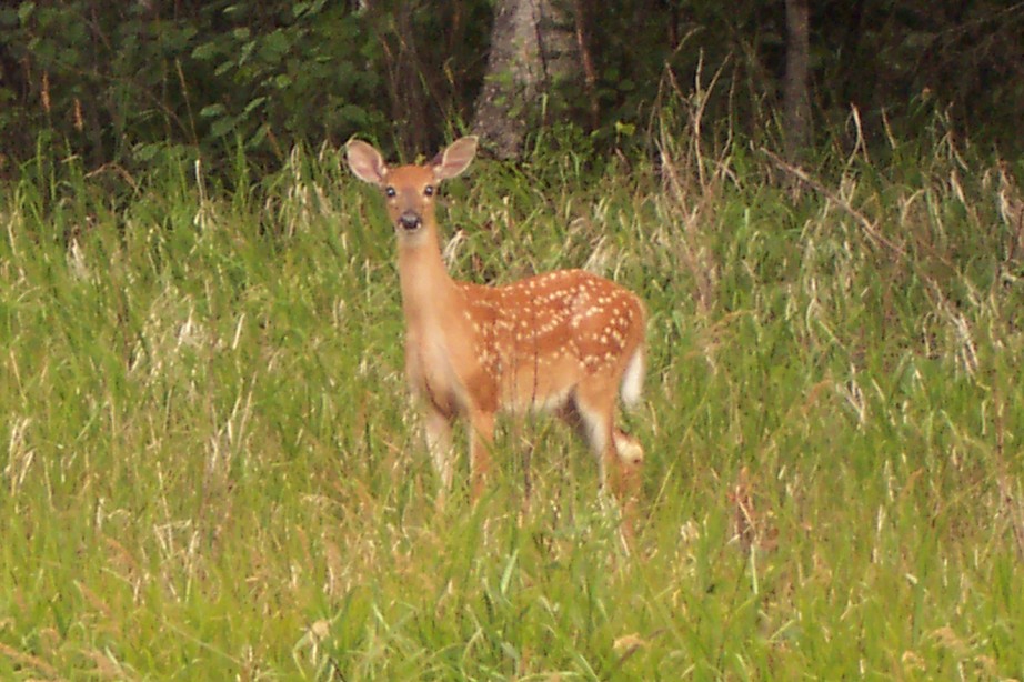 Superior, WI: Whitetail Deer In Superior