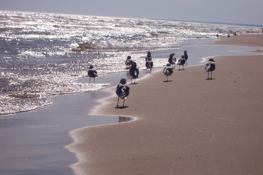 Sheboygan, WI: Seagulls at Kohler-Andrae State Park