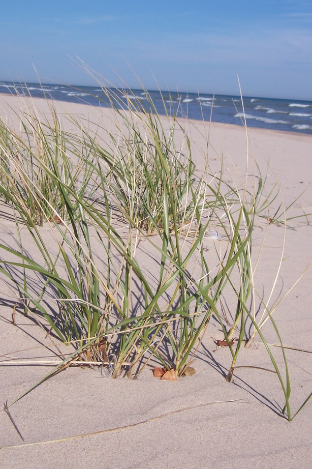 Sheboygan, WI: Beach Grass at Kohler-Andrae State Park