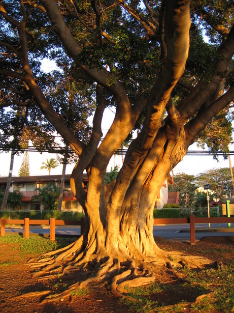 Lahaina, HI: Banyon Tree At Honokowai Beach Park Lahaina