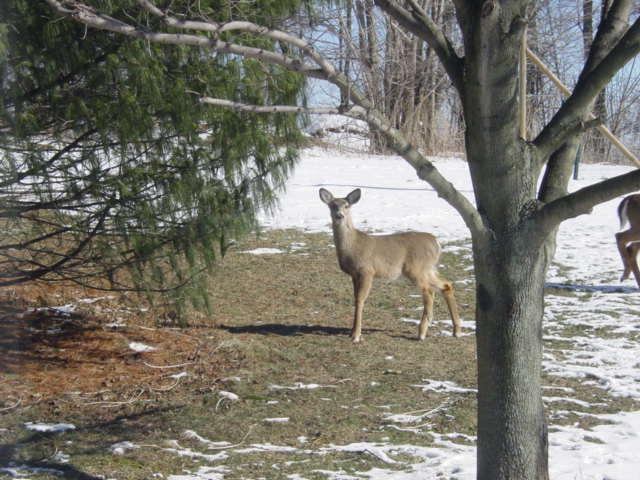 Industry, PA: Deer in back yard Industry, PA