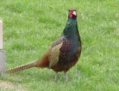 Industry, PA: Pheasant in back yard Industry, PA