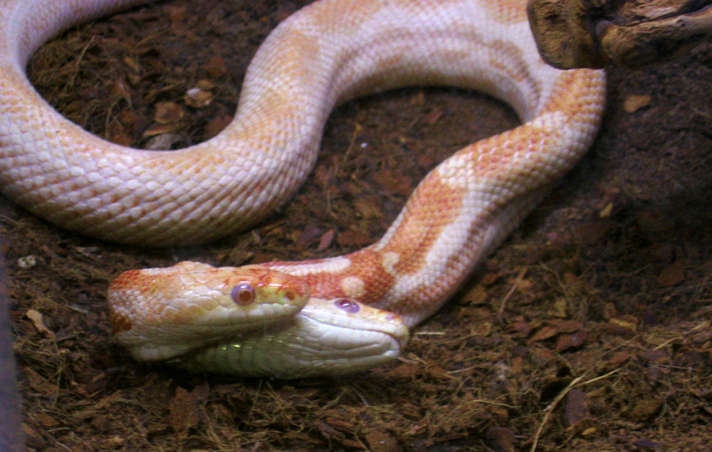St. Louis, MO: World Aquarium at City Museum , 2-headed snake, 2006