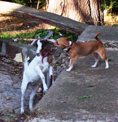 Mountain View, AR: a goat and her dog