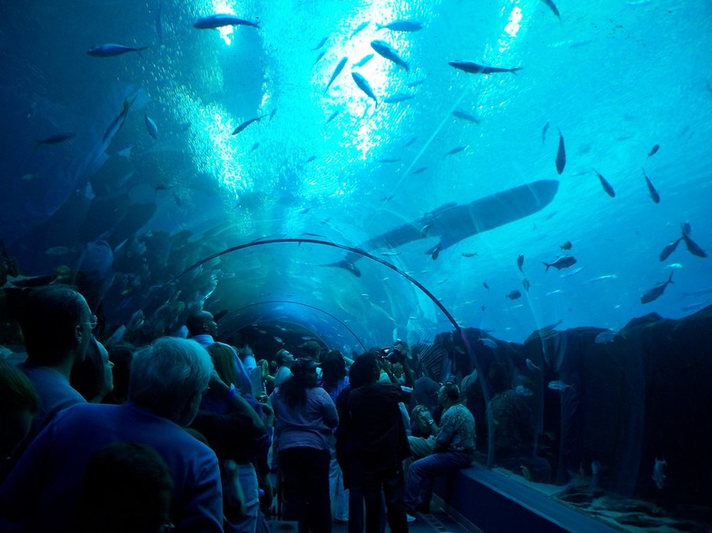 Atlanta, GA: Georgia Aquarium