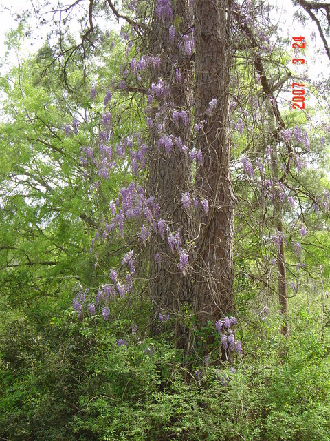 Logansport, LA: a tree which has flowers only in the spring time