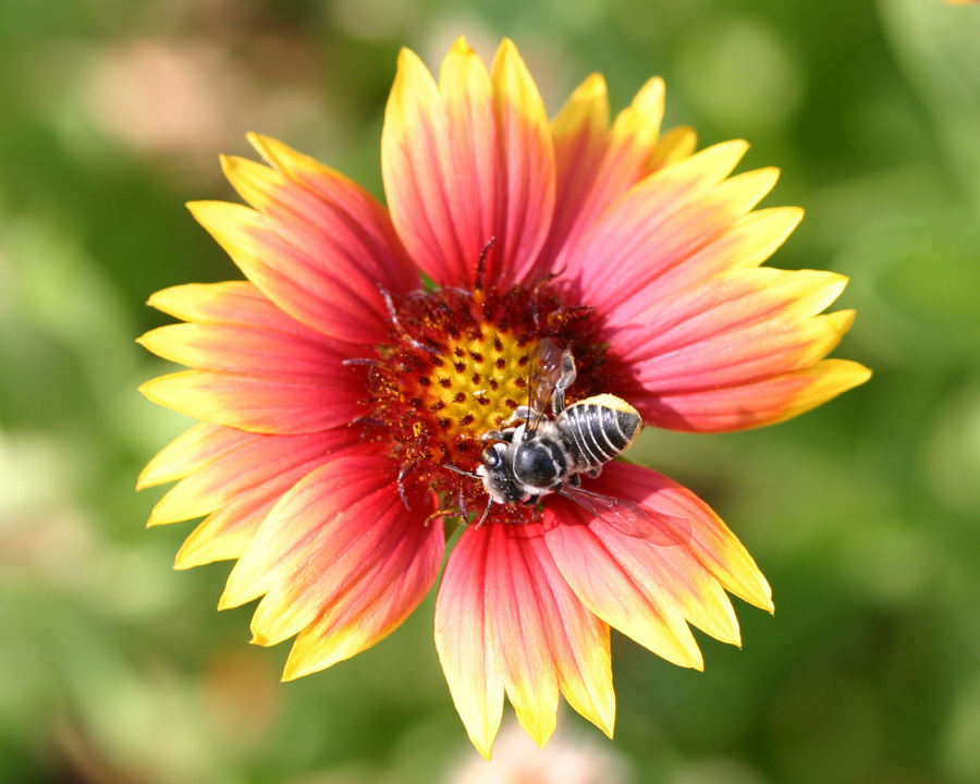 Grand Isle, LA: Bee on a wild flower on Grand Isle dune (State Park)