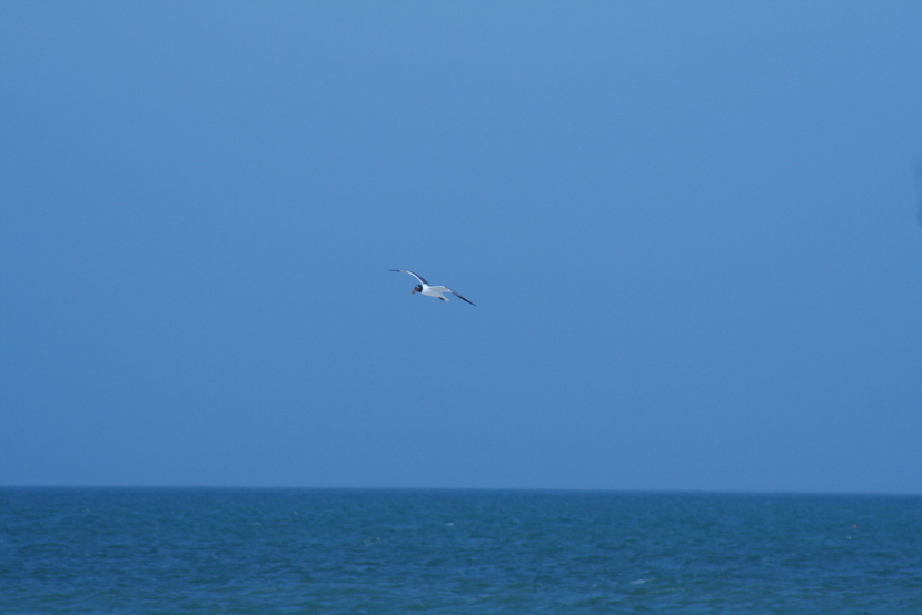Treasure Island, FL: seagull
