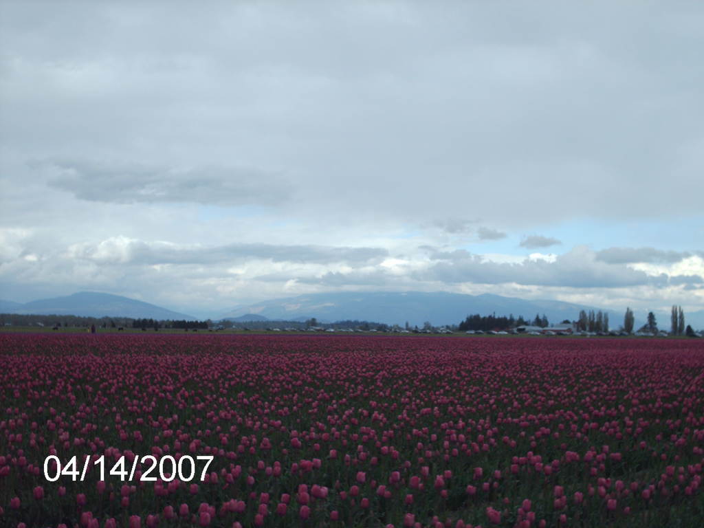 Mount Vernon, WA: Tulips