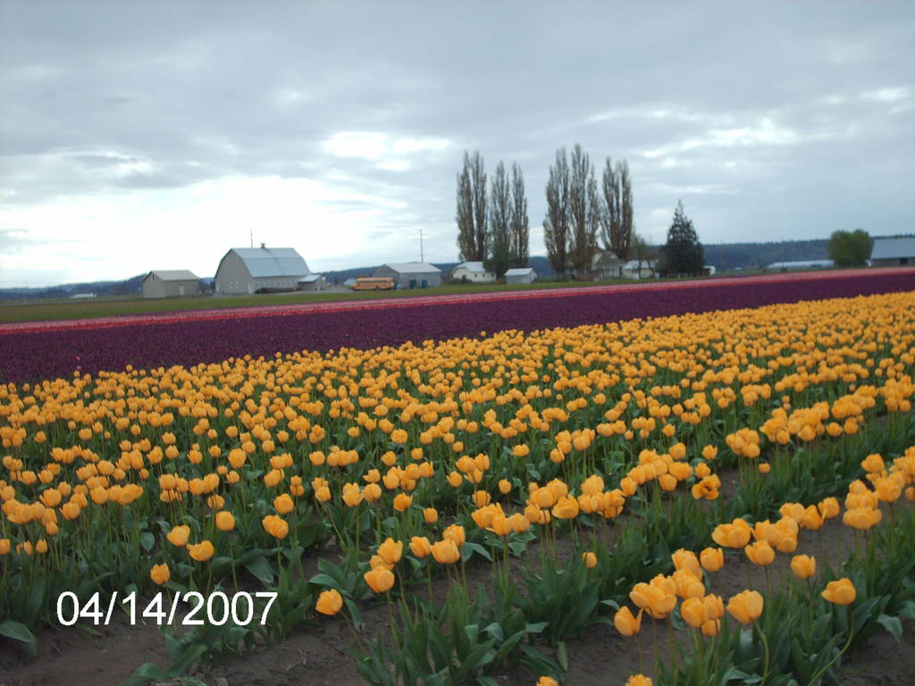 Mount Vernon, WA: Tulips fresh in bloom