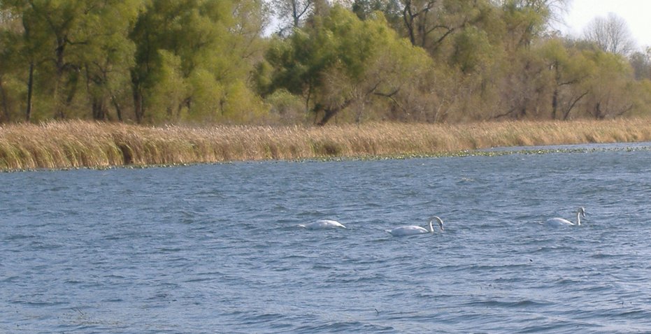 Kendallville, IN: Swans in Bixler Lake, Kendallville, Indiana