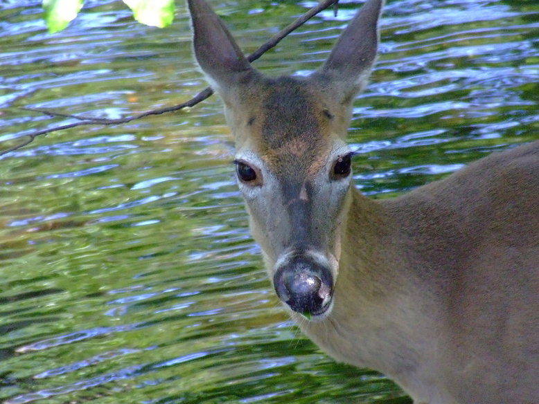 Chiefland, FL: Wild Deer at Manatee Springs