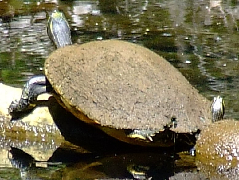 Chiefland, FL: Turtles at Manatee Springs