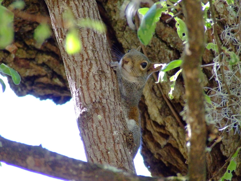Chiefland, FL: Squirrel at Manatee Springs