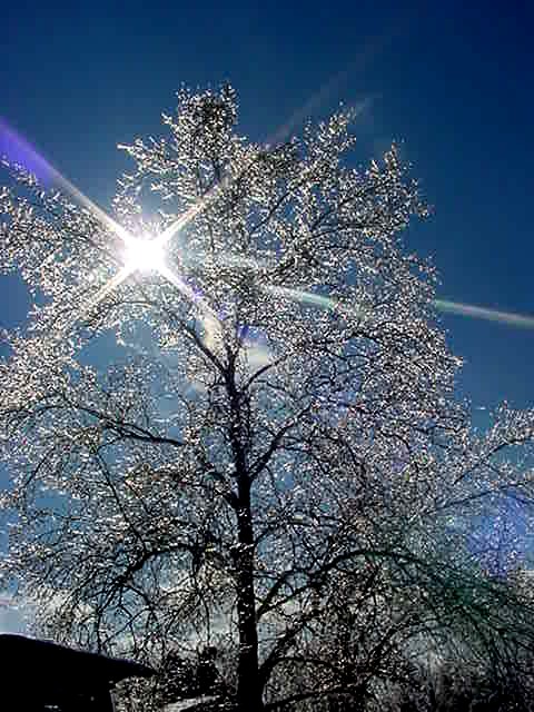 Belle, MO: A tree with ice, after an ice storm (December)