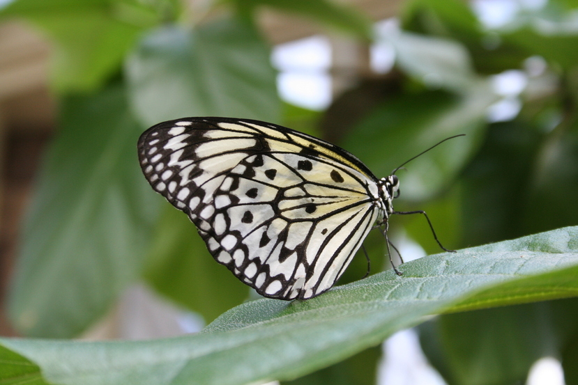 Pine Mountain, GA: One of many beautiful butterflies in Pine Mountain